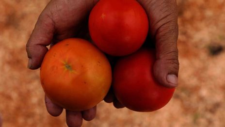 La UNLP mejora el rendimiento del tomate platense y apuesta a la economía circular