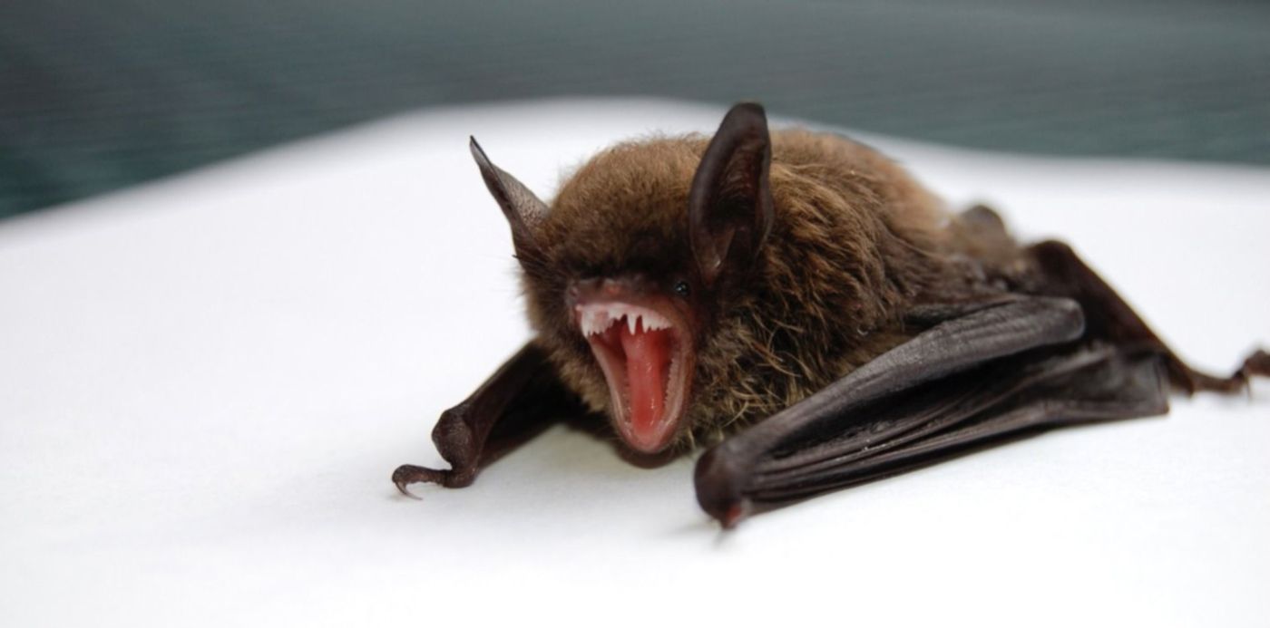 1584647354651.jpg?x=4&y=56&width=1492&rotate=0&scaleY=1&height=746&scaleX=1&ow=1500&oh=997&&cw=1920&ch=950