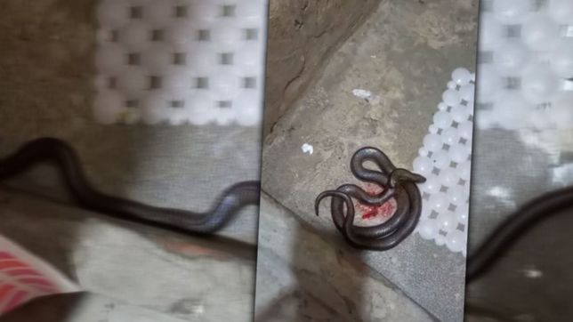 una culebra de dos metros aparecio en el bano de una casa de la plata y causo panico