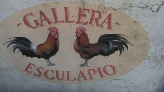 video: asi fue el procedimiento en la estancia de un gallo para esculapio