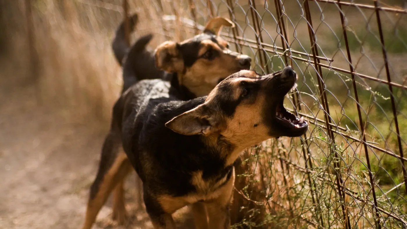 Perro enojado (3)