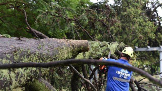 los trabajos en las calles de la ciudad el dia despues del temporal