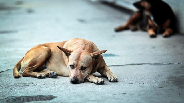 desesperante situacion de un refugio de perros de la plata al borde de la quiebra