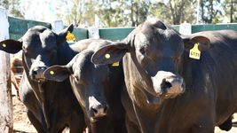 tension en la rural por la protesta de un grupo de veganos