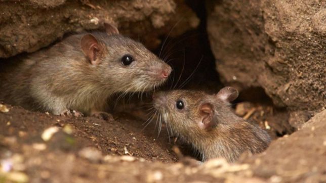 denuncian que las ratas invadieron todo un barrio de la plata y piden soluciones