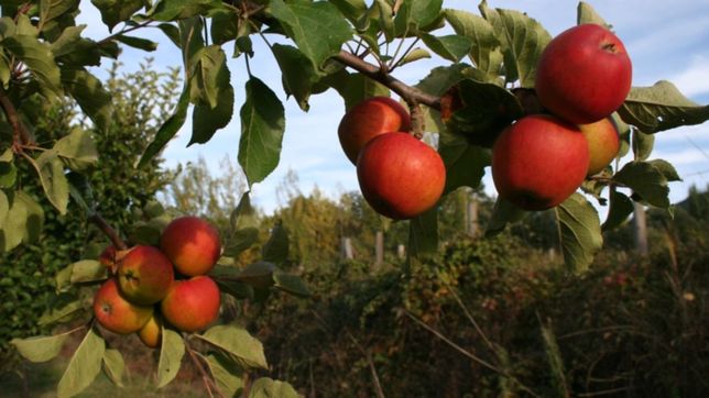 la sidra que tiene aroma platense y esta elaborada con las mejores manzanas del mundo