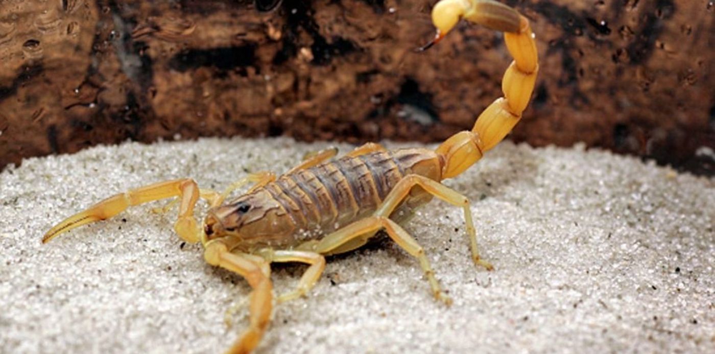 1542714611761.jpg?height=511&rotate=0&scaleY=1&oh=576&x=1&y=24&width=1023&scaleX=1&ow=1024&&cw=1920&ch=950