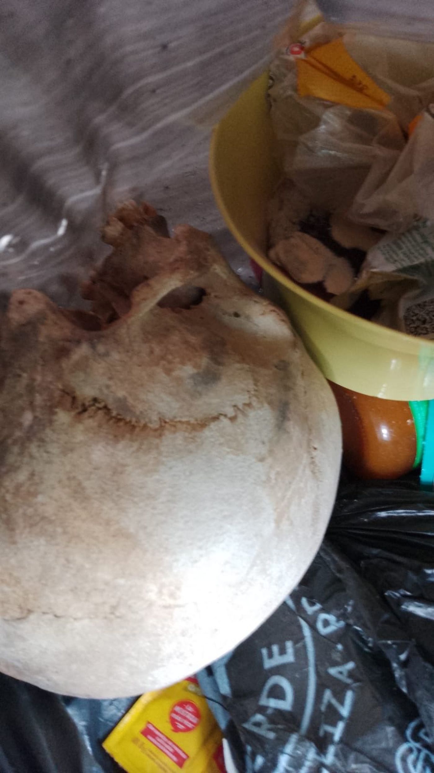 La impactante aparici&oacute;n de restos &oacute;seos en el centro de La Plata activ&oacute; una investigaci&oacute;n