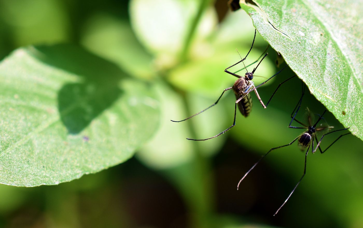 La Plata, como casi toda región, fue el blanco de un invasión de mosquitos.