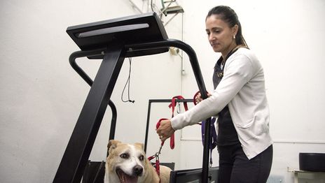 La UNLP desarrolla un tratamiento con cartílago de tiburón para perros con artrosis La UNLP desarrolla un tratamiento con cartílago de tiburón para perros con artrosis
