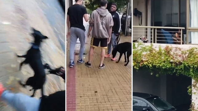 video: rescataron a un perro que era golpeado en la plata por sus duenos