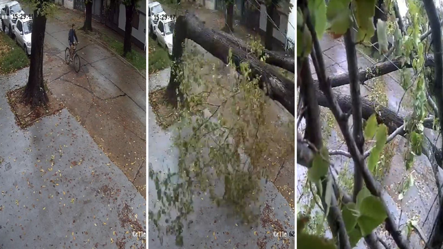 un ciclista de la plata se salvo por segundos de que un arbol lo aplastara en plena tormenta