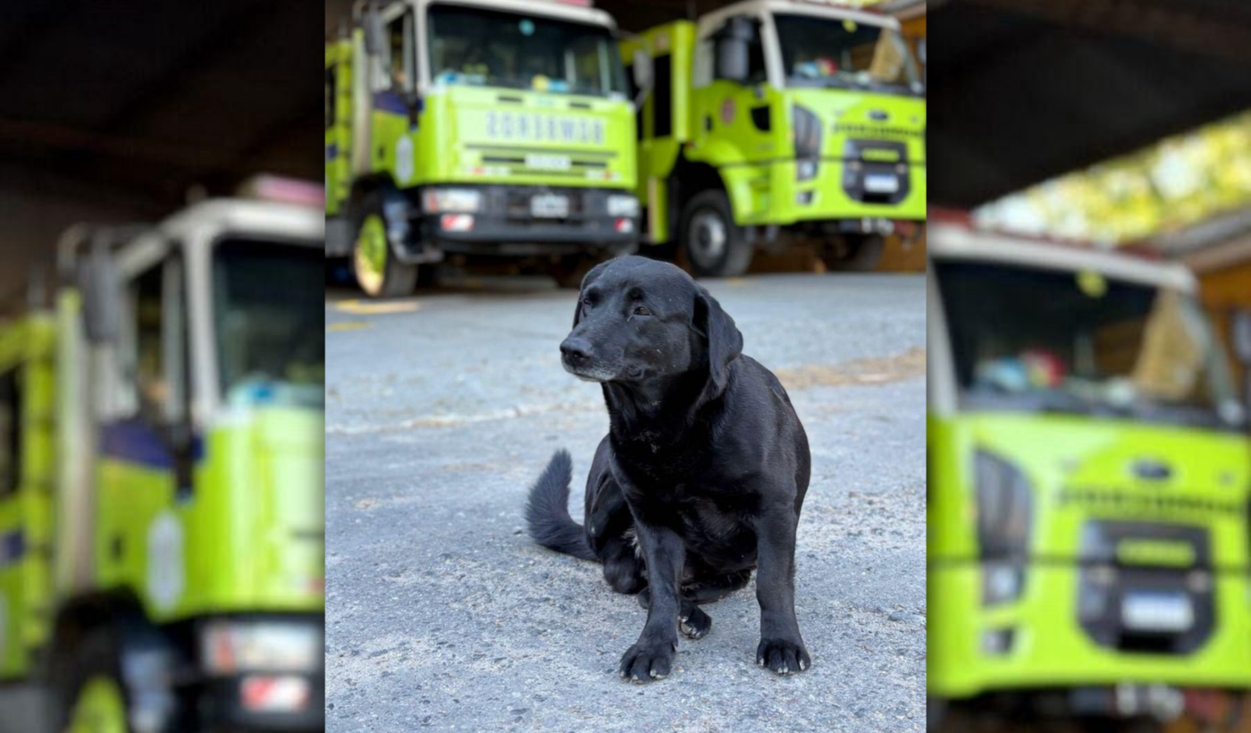 Perro perdido de los bomberos de Ensenada