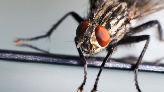 invadidos de insectos, hicieron la 2° fiesta nacional de la mosca avicola