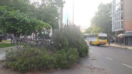 cayo un enorme gajo de un arbol en plaza italia y complico el transito en pleno centro cayo un enorme gajo de un arbol en plaza italia y complico el transito en pleno centro