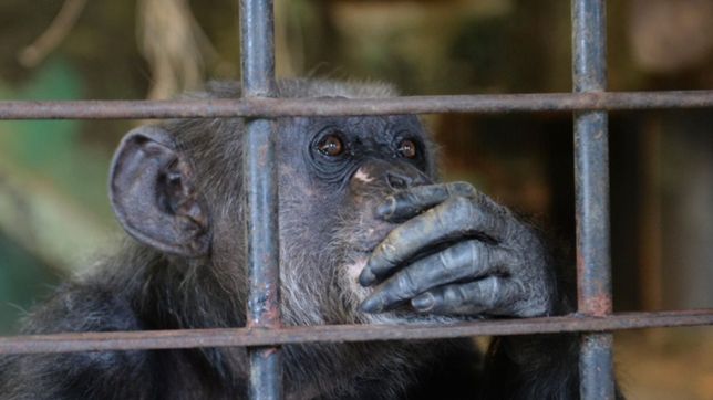 desmienten el mito de que la chimpance judy fumara en el zoo de la plata