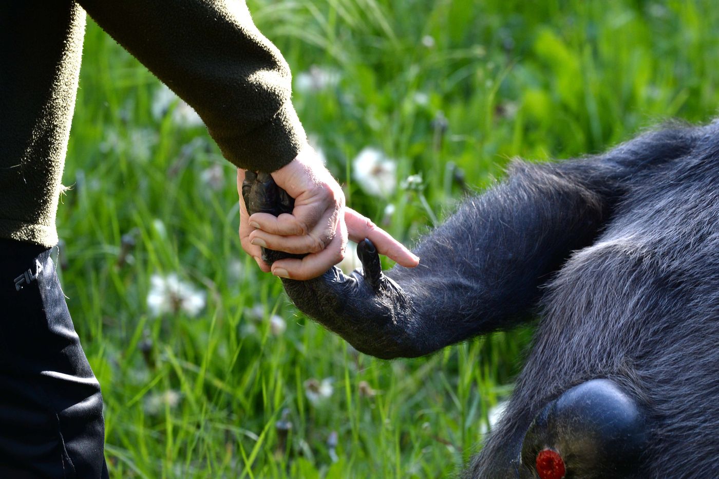 Tomy chimpancé Zoológio Bioparque (9).JPG