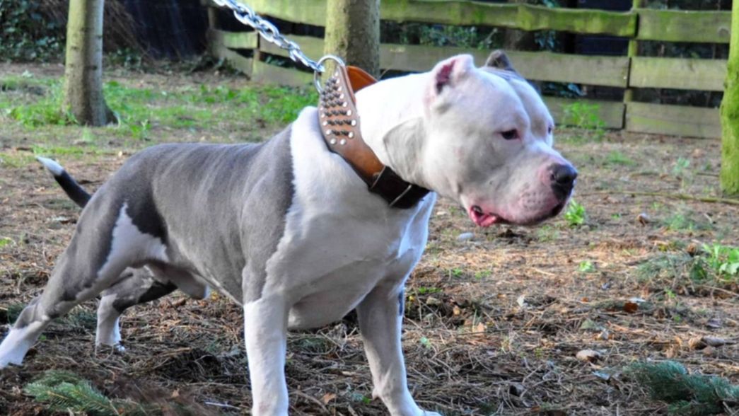 Una joven fue brutalmente atacada por un pitbull, recibió 72 puntos y no puede caminar