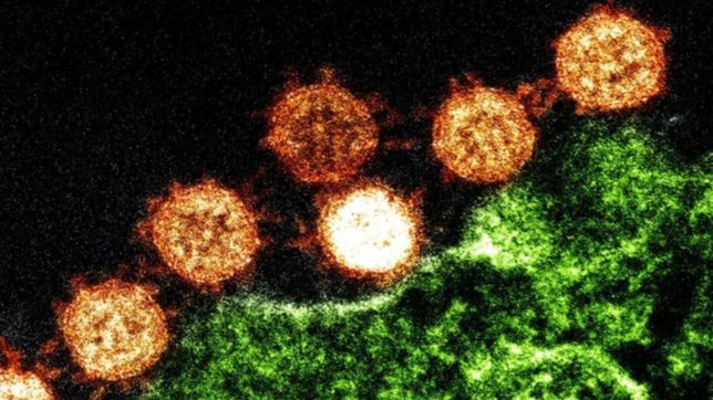 alerta por una nueva mutacion hibrida del covid-19