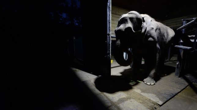 las ultimas fotos de pelusa, la historica elefanta del ex zoologico de la plata