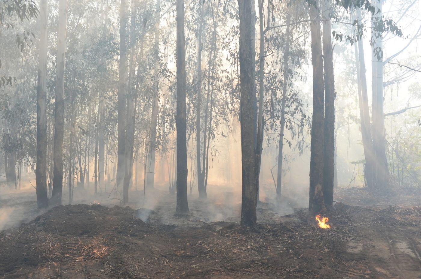 Incendios forestales (4).JPG