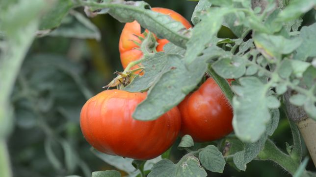 ¿que se sabe de la plaga que amenaza a los tomates de la plata y como podria impactar en los precios?