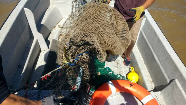 revelan cuales son los factores que afectan a los peces del rio de la plata