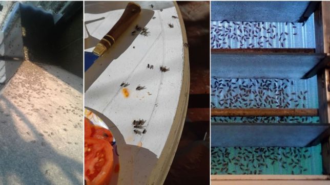 en correas siguen los reclamos y ya anuncian la 2da fiesta nacional de la mosca avicola