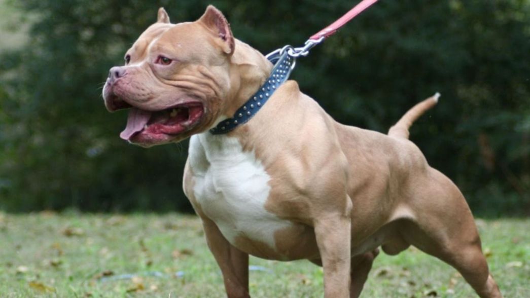 Un perro quiso morder a una embarazada, se defendió y la dueña del animal la atacó a piñas