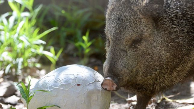 quisieron robar un pecari del exzoo, le pegaron un ladrillazo y lo dejaron agonizando