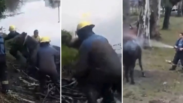 el emotivo video del rescate de una yegua que habia caido a un canal en ensenada