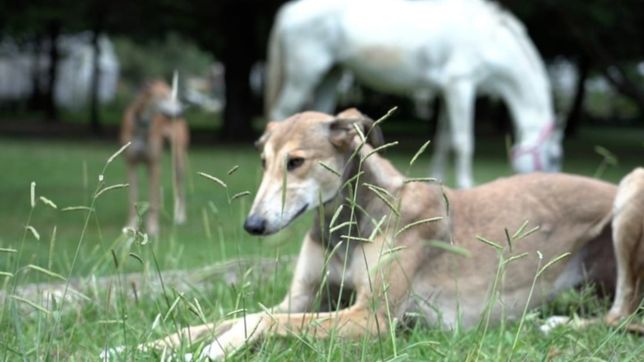asisten a mas de 400 animales en el predio municipal de recuperacion veterinaria