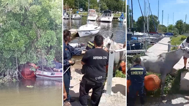 rescataron un caballo que estuvo mas de un dia en el rio de la plata