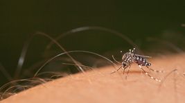 aseguran que el mosquito del dengue muto, se adapto al clima y podria resistir al invierno aseguran que el mosquito del dengue muto, se adapto al clima y podria resistir al invierno