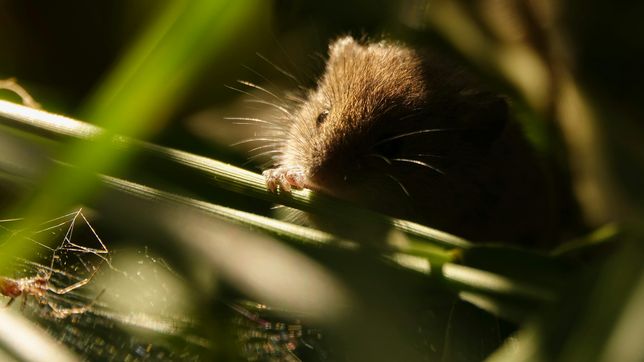 evaluan nueve casos sospechosos de hantavirus en toda la provincia