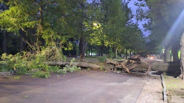 un arbol enorme cayo en el bosque e impide el paso para ir de la plata a berisso y ensenada