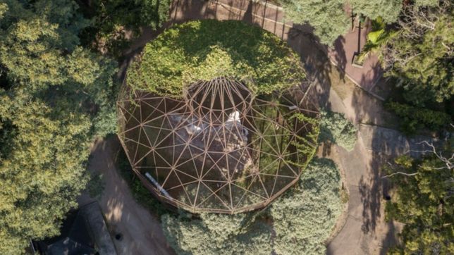 aseguraron que el robo del mono del bioparque esta relacionado al trafico ilegal