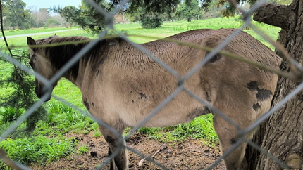 Un nuevo caso de maltrato animal en City Bell motivó el rescate de un caballo y la detención de su dueño