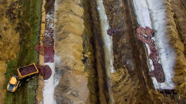 coronavirus: los visones sacrificados en dinamarca salen de la tierra pero no hay peligro