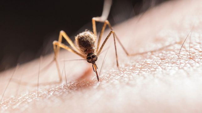 detectaron en la plata el primer brote de dengue autoctono