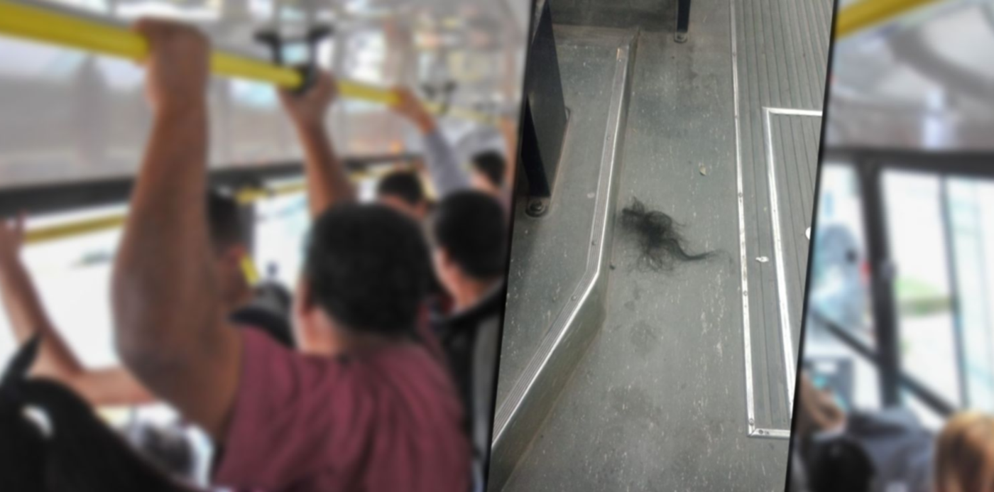 1678280781419.jpg?x=8&y=0&width=1484&height=742&rotate=0&scaleX=1&scaleY=1&ow=1500&oh=742&&cw=1920&ch=950