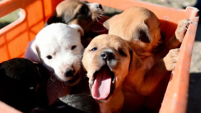 con juegos para perros, stands de adopcion, vuelve la feria por los animales rescatados
