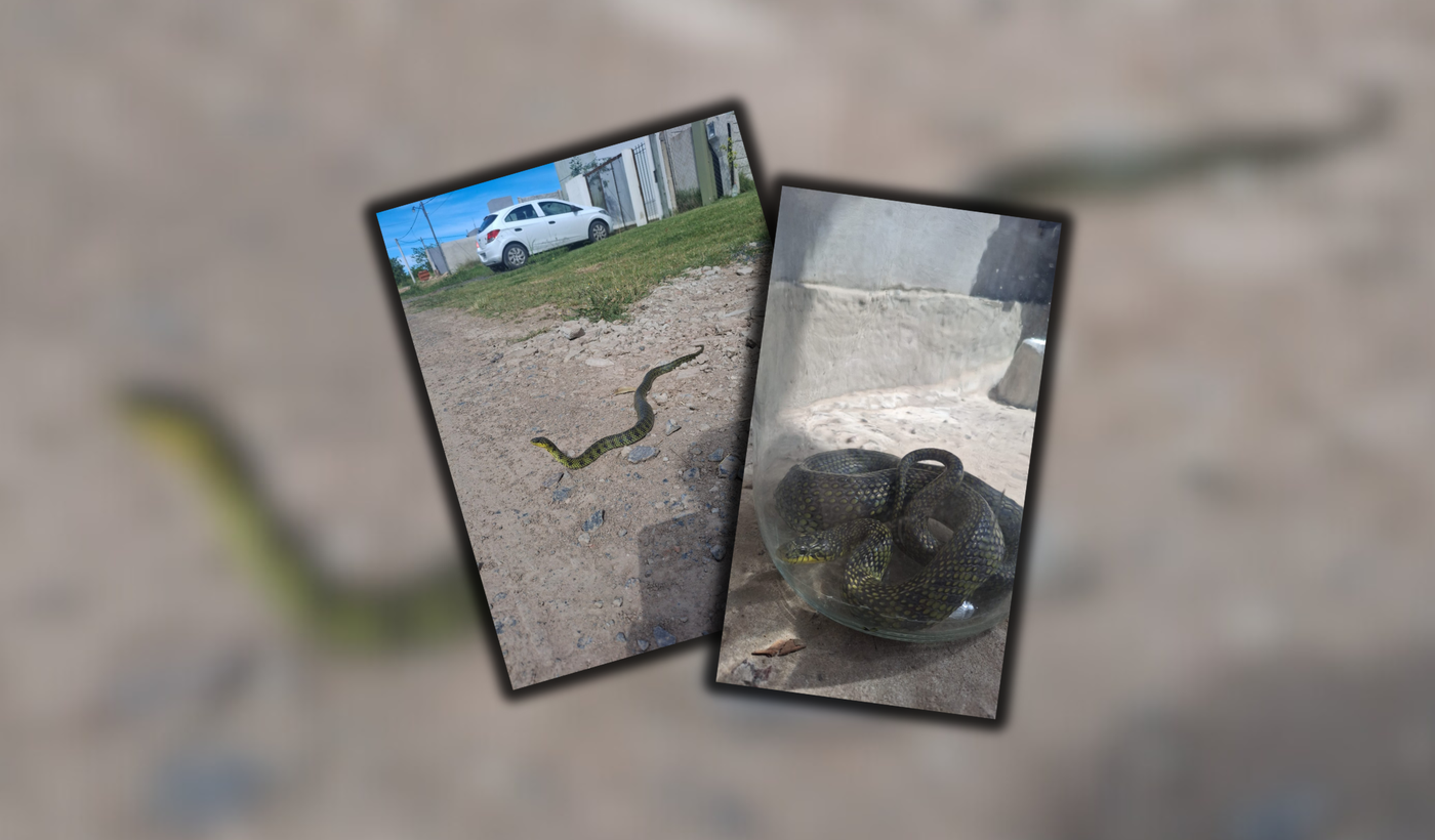 Serpiente en Altos de San Lorenzo (1)