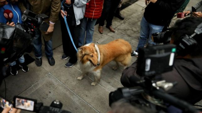 javier milei le ofrecio a alberto fernandez adoptar a su perro dylan tras las denuncias de fabiola yanez