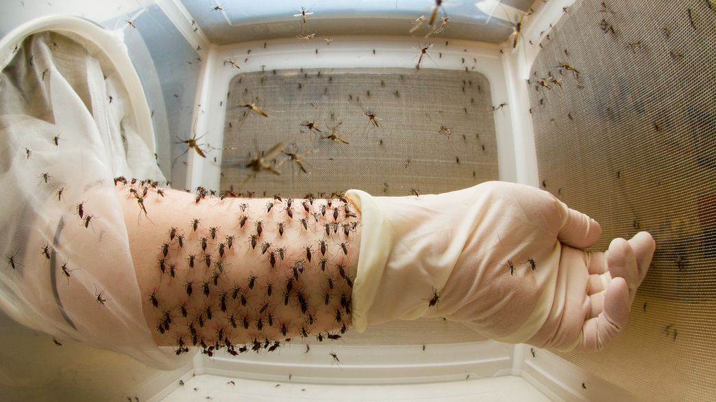 Confirman que ya son casi 400.000 los casos de dengue en toda la temporada en Argentina