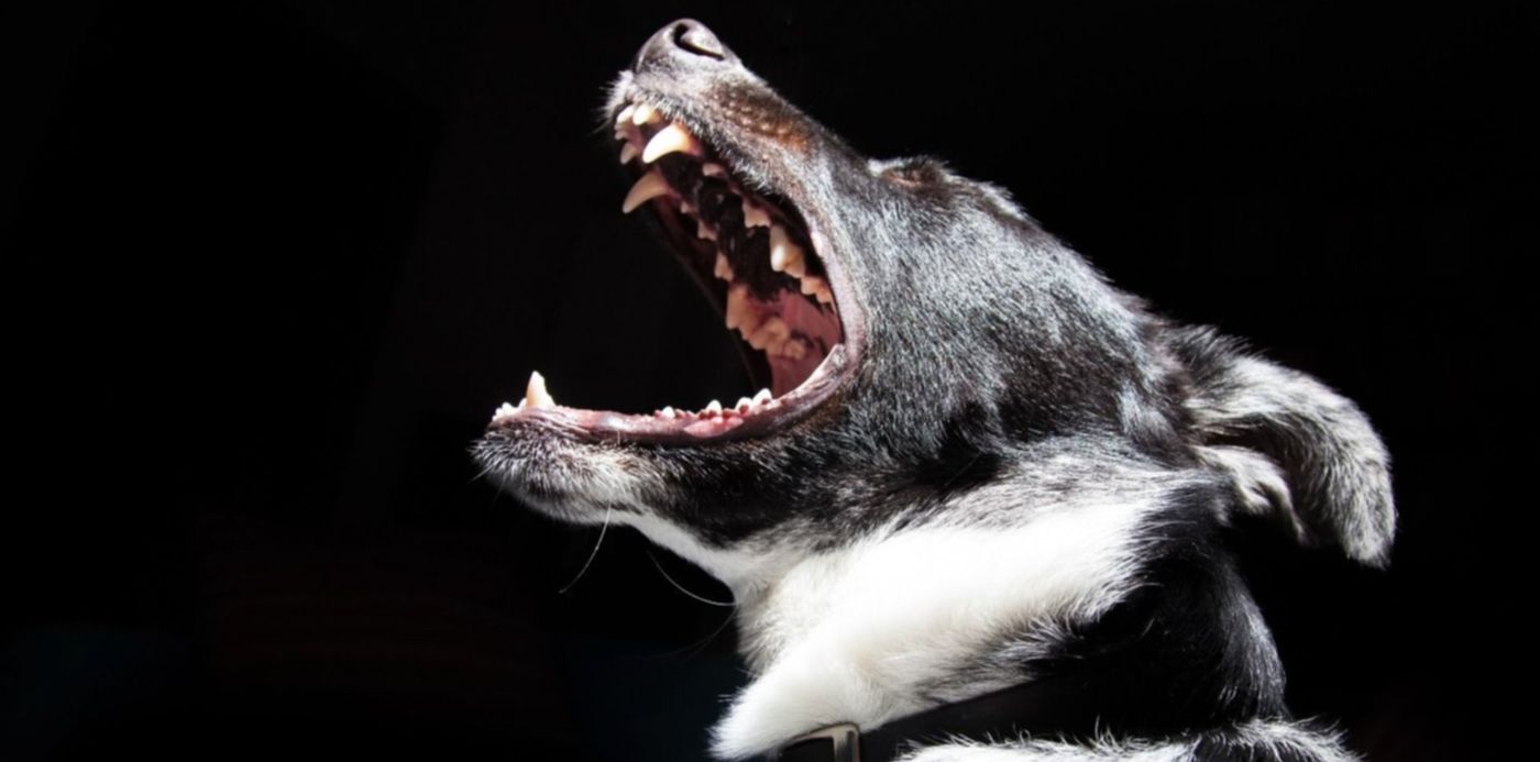 1681929271621.jpg?x=10&y=166&width=1477&height=738&rotate=0&scaleX=1&scaleY=1&ow=1500&oh=999&&cw=1920&ch=950