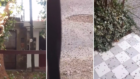 Lluvia de hormigas.png