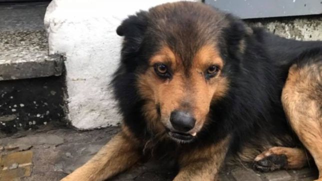 el perro mas famoso de la plata consiguio hogar: final feliz para dientito