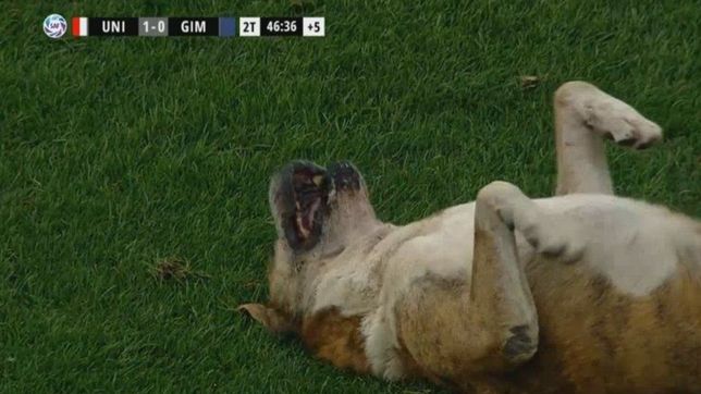 el ex jugador de estudiantes, israel damonte, hablo del perro que le metieron a gimnasia