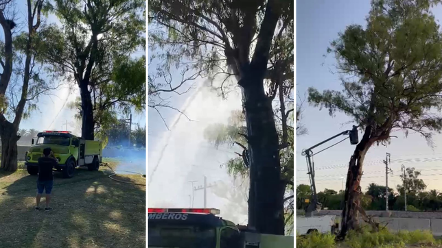denuncian que un grupo de jovenes causo un incendio en un parque de la plata